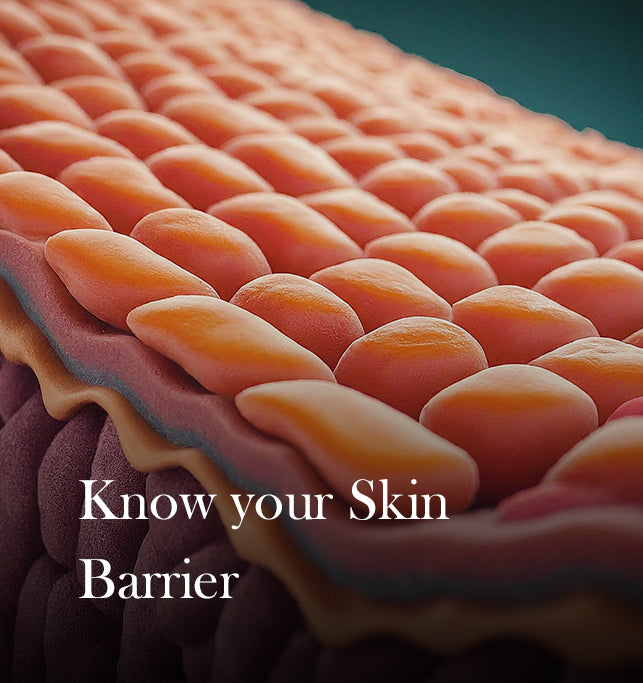 Everything You Need to Know About Skin Barrier