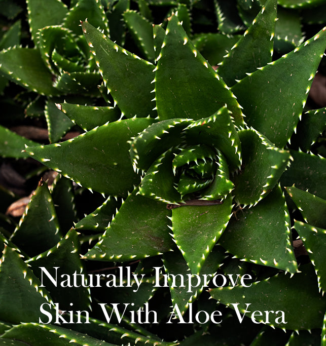 Whiten your Skin with Aloe Vera - It’s Benefits & Usage