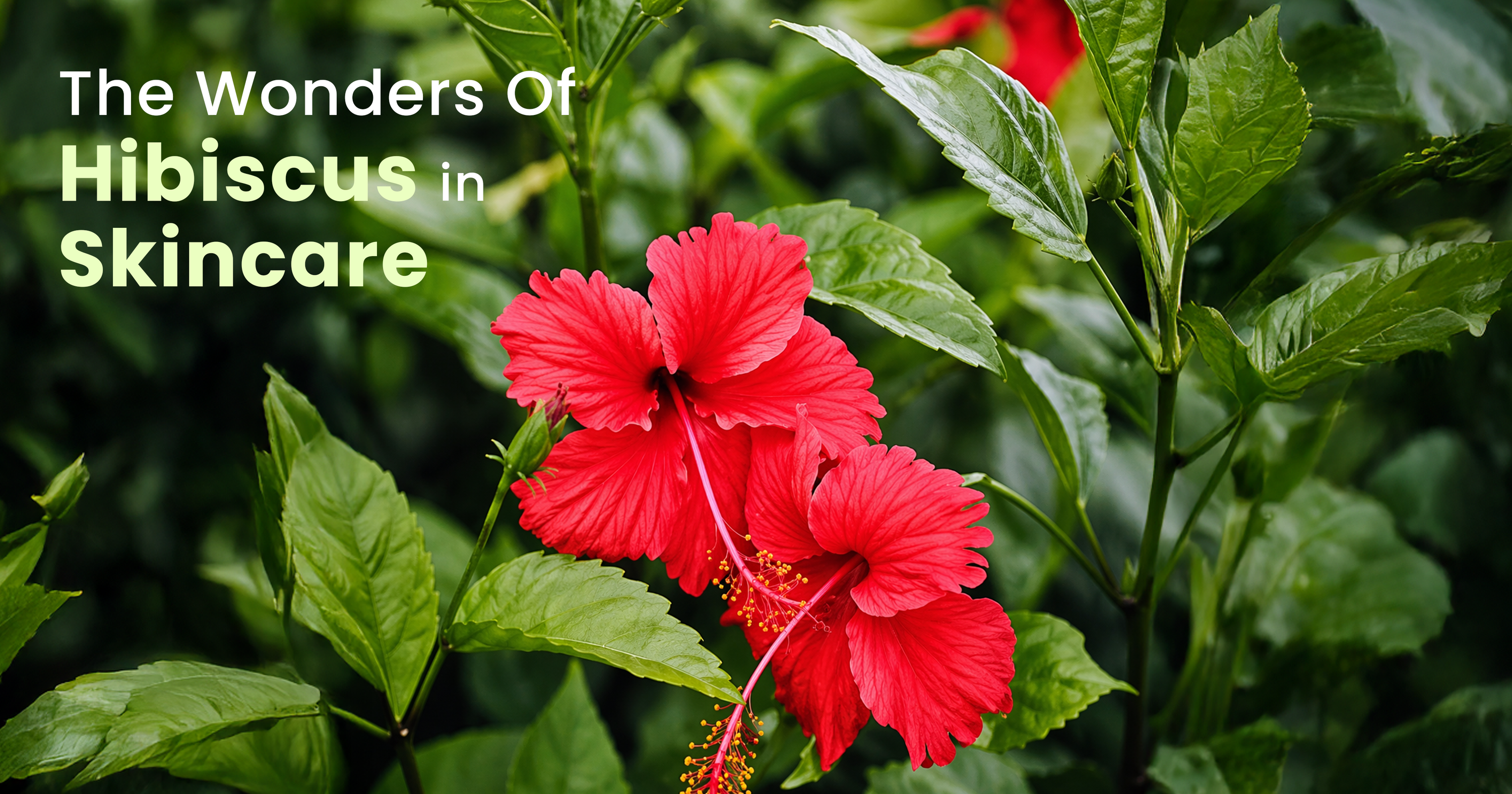 hibiscus benefits for skin​