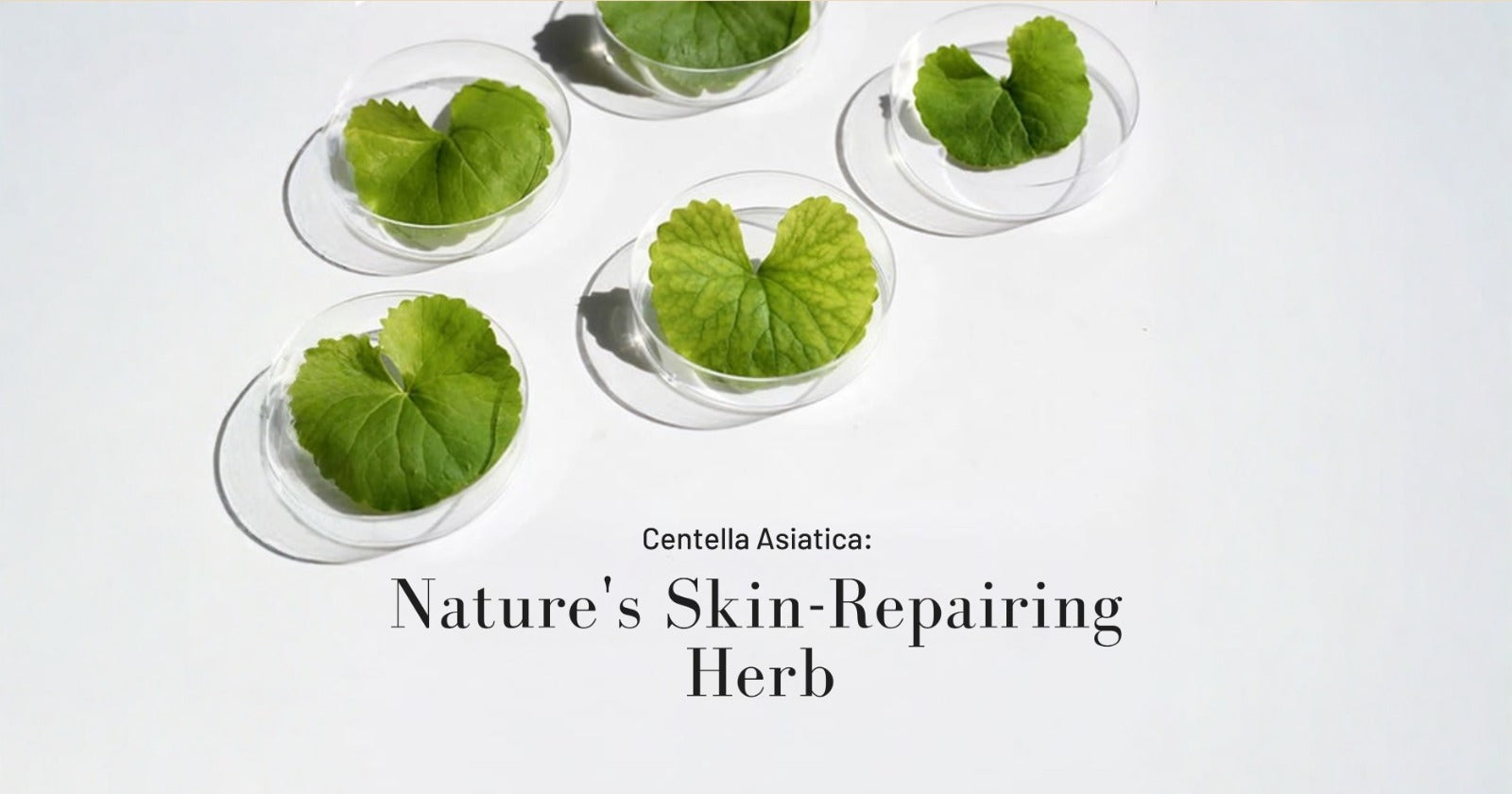 Centella Asiatica for Skin: Benefits & Dark Spot Care