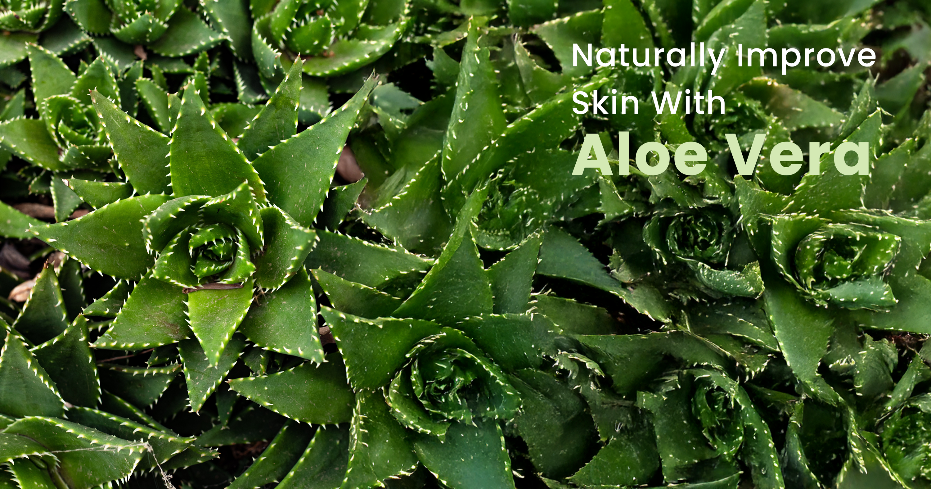 aloe vera benefits for skin​