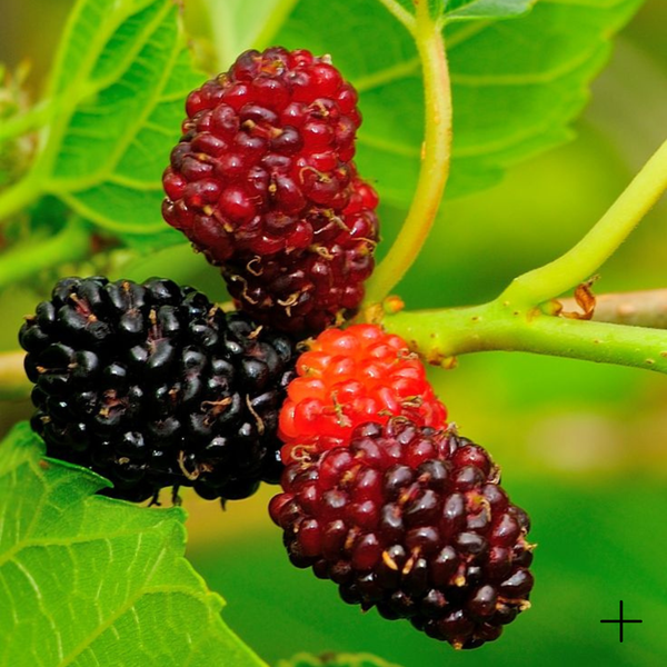Mulberry Extract