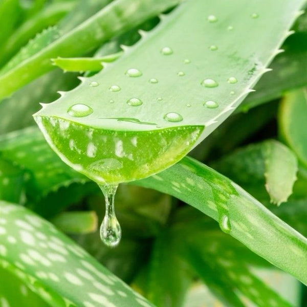 Aloe Vera Oil