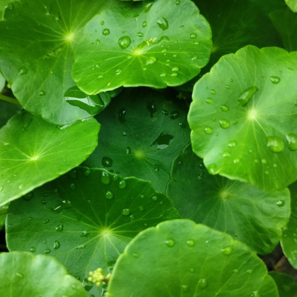 Centella Asiatica