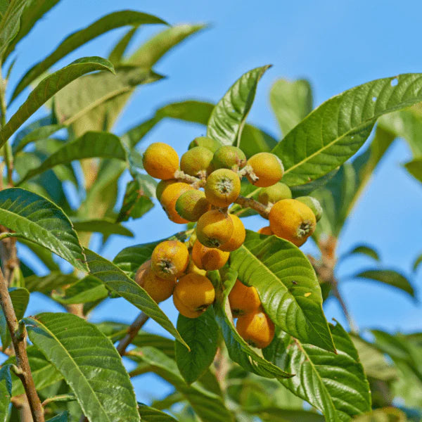 Marula Oil